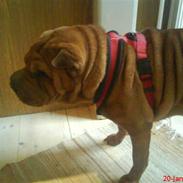 Shar pei Athene