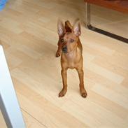 Dvaergpinscher Choko