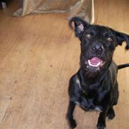 Blanding af racer Zæzar