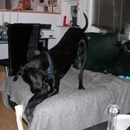 Blanding af racer Zæzar