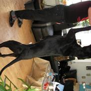 Blanding af racer Zæzar