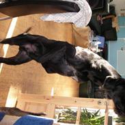 Blanding af racer Zæzar