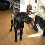 Blanding af racer Zæzar