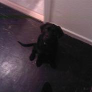 Labrador retriever Tasso