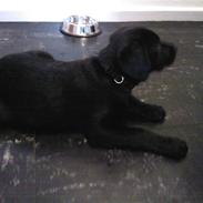 Labrador retriever Tasso