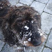 Gravhund Snoopy - SOLGT