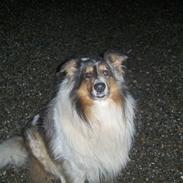 Collie langhåret Mikkie