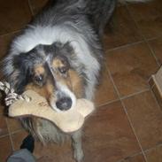 Collie langhåret Mikkie