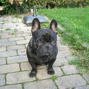 Fransk bulldog Eddie R.I.P 28.07.2015