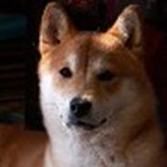 Shiba Kika
