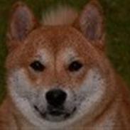Shiba Kika