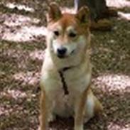 Shiba Kika