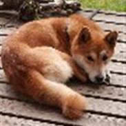 Shiba Kika