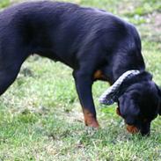 Rottweiler Tøsen