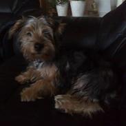 Australian silky terrier Buster