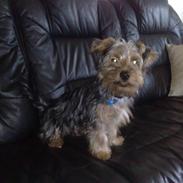 Australian silky terrier Buster