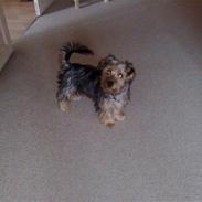 Australian silky terrier Buster