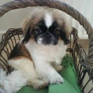 Pekingeser Dior