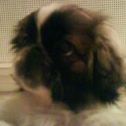 Pekingeser Dior