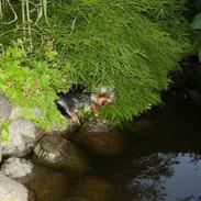 Yorkshire terrier *RØDEBRO´S Pixi*
