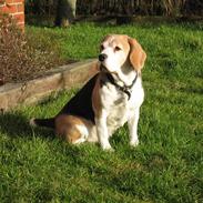 Beagle Maggie