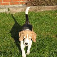 Beagle Maggie