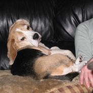 Beagle Maggie
