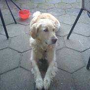 Golden retriever alet