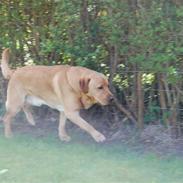 Labrador retriever Anton