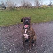 Blanding af racer Baloo mastiff / boxer