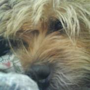 Cairn terrier chilli