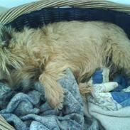 Cairn terrier chilli
