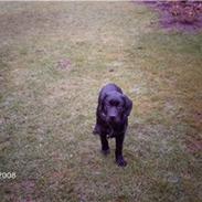 Labrador retriever targo