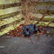 Labrador retriever targo