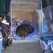 Labrador retriever hotzs