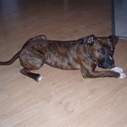 Amerikansk bulldog Buller