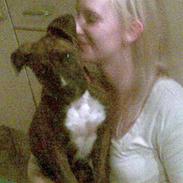 Amerikansk bulldog Buller