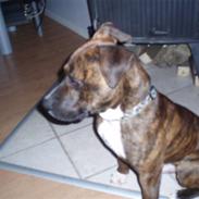 Amerikansk bulldog Buller