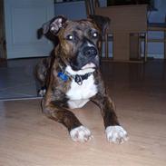 Amerikansk bulldog Buller