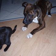 Amerikansk bulldog Buller