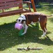 Amerikansk bulldog Plet