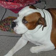 Amerikansk bulldog Plet