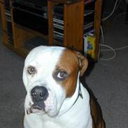 Amerikansk bulldog Plet