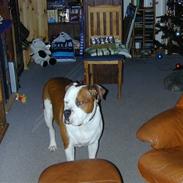 Amerikansk bulldog Plet