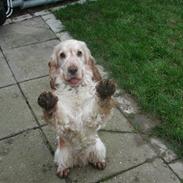 Cocker spaniel "Mace"