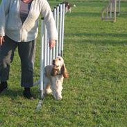 Cocker spaniel "Mace"