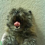 Cairn terrier Pjevs