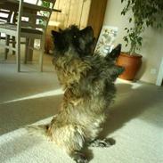 Cairn terrier Pjevs