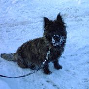 Cairn terrier Mickey
