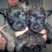 Cairn terrier Mickey